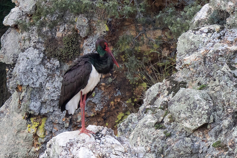 Black Storkadult