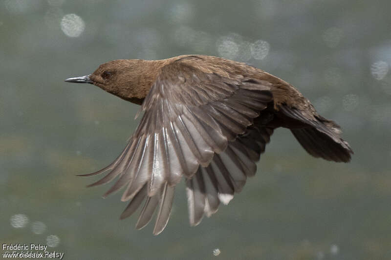 Brown Dipperadult, Flight