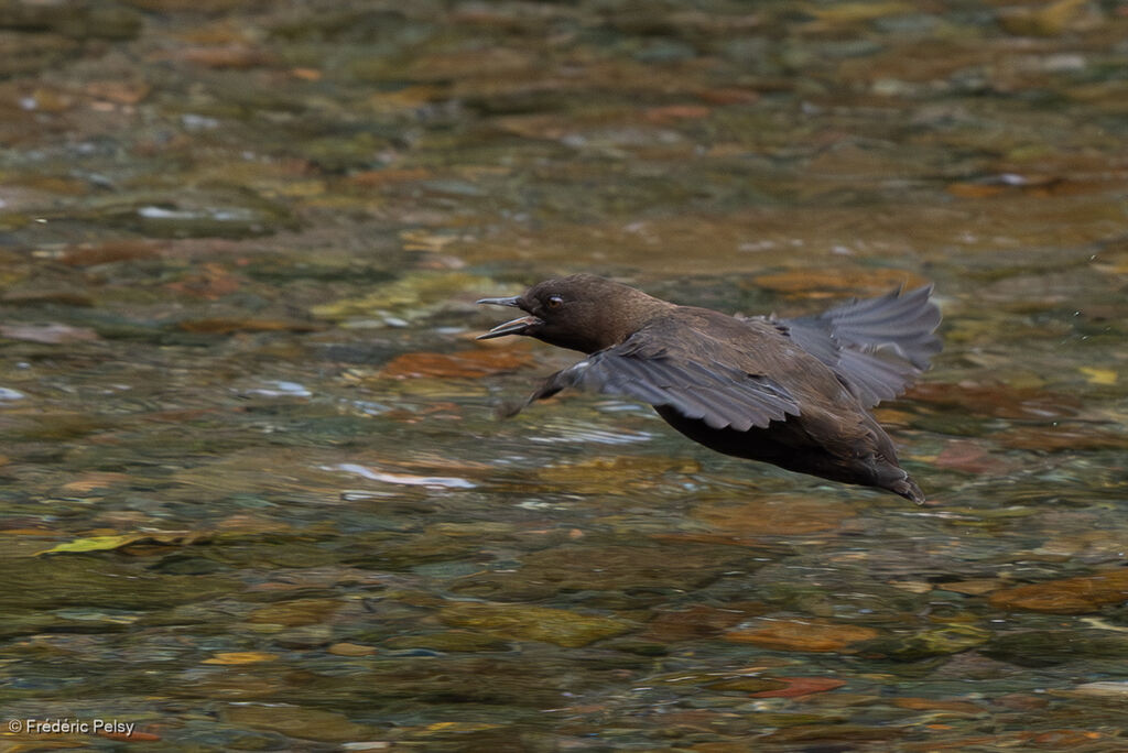 Brown Dipper