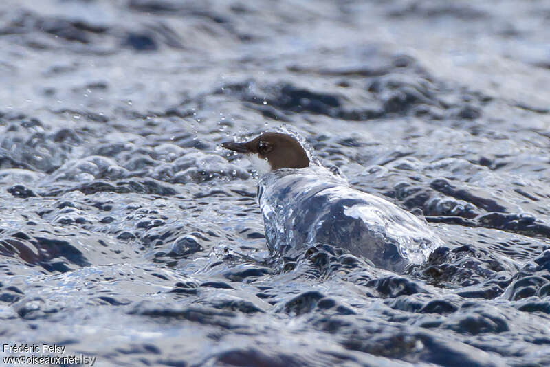 Cincle plongeuradulte, pêche/chasse, Comportement