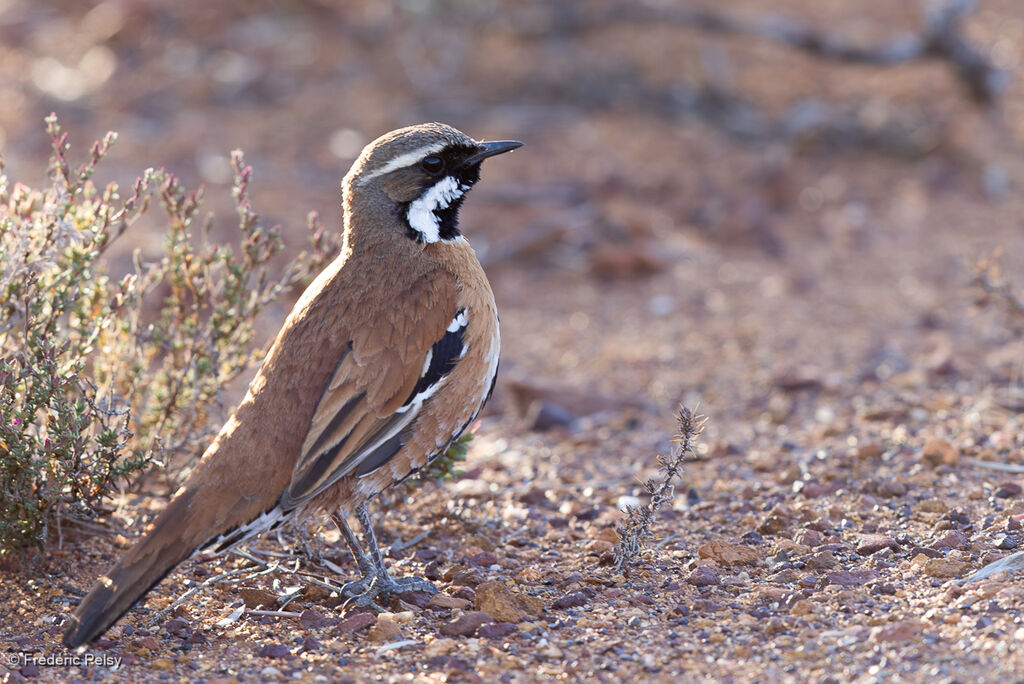 Cinclosome à dos fauve