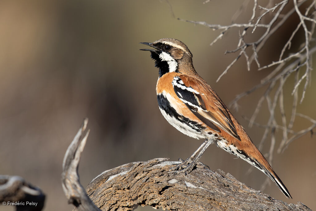 Cinclosome à dos fauve