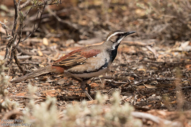 Copperback Quail-thrush male adult