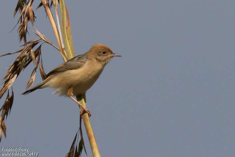 Golden-headed Cisticolaadult