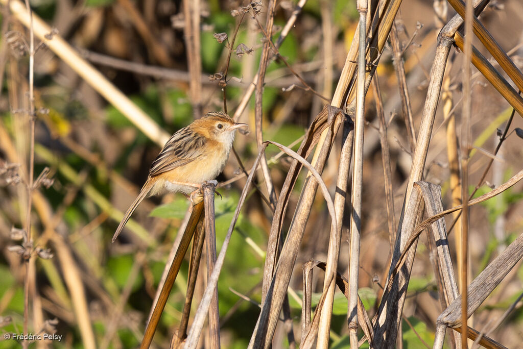 Golden-headed Cisticola