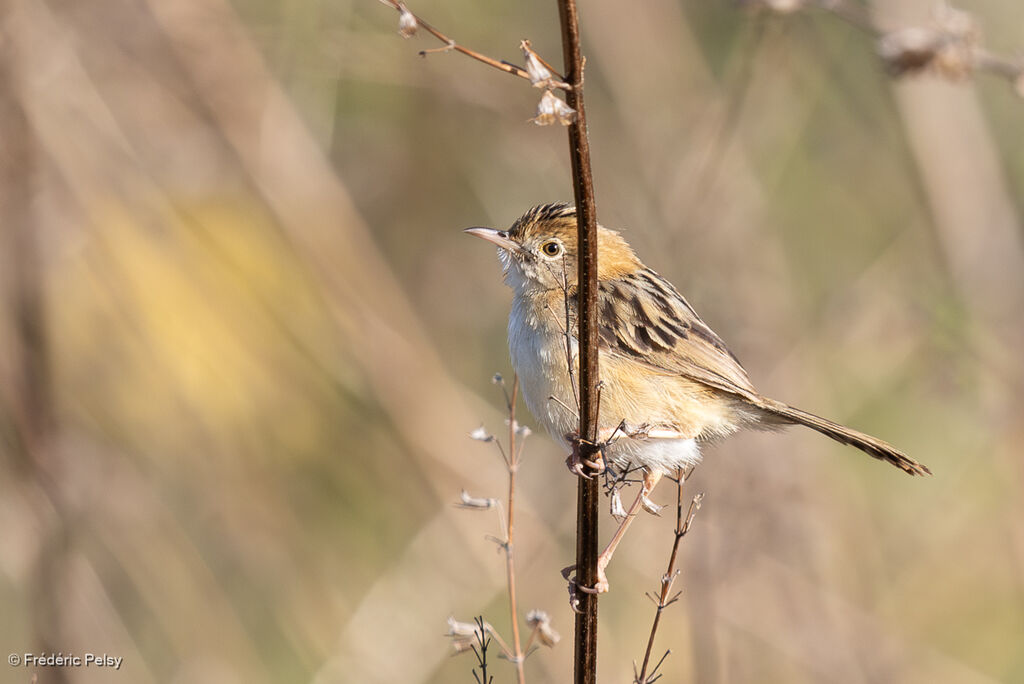Golden-headed Cisticola