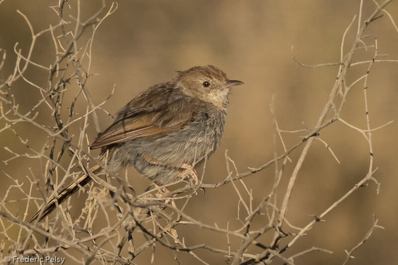 Grey-backed Cisticolaadult