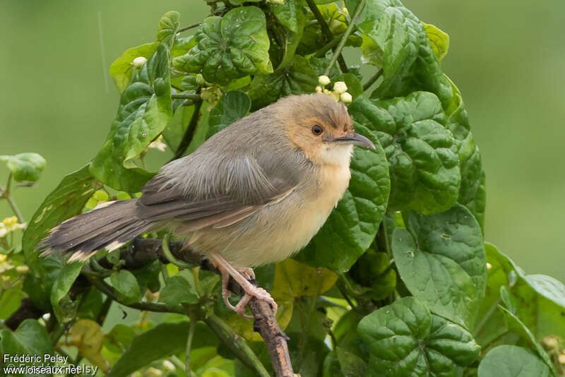 Red-faced Cisticolaadult, identification