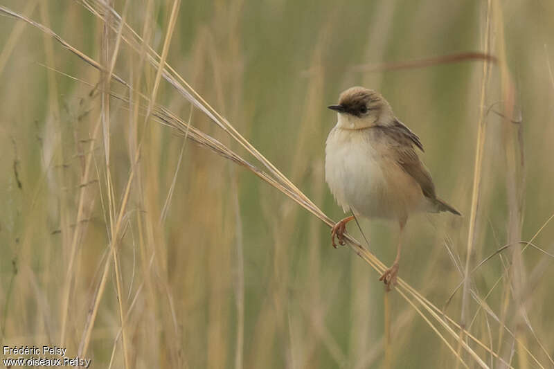 Pale-crowned Cisticolaadult, close-up portrait