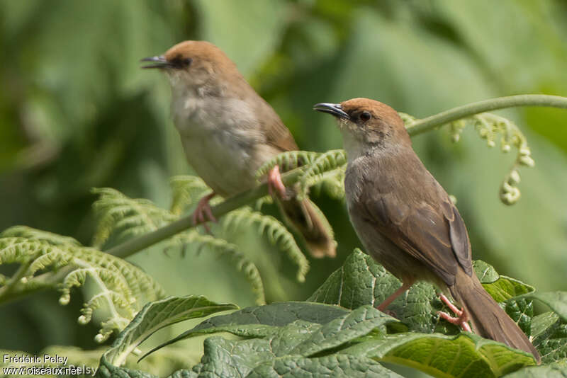 Chubb's Cisticolaadult, pigmentation, Behaviour