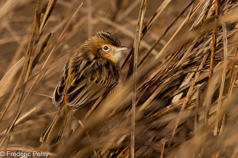 Zitting Cisticola