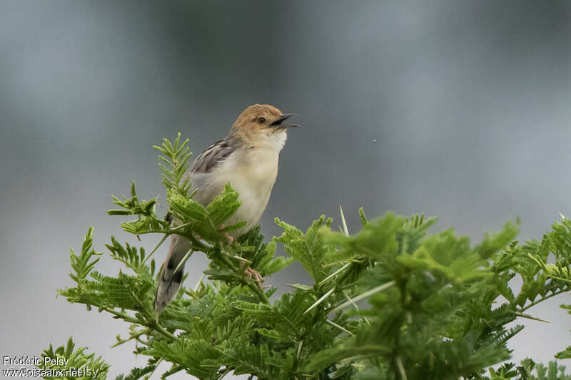 Stout Cisticola male adult, habitat, song