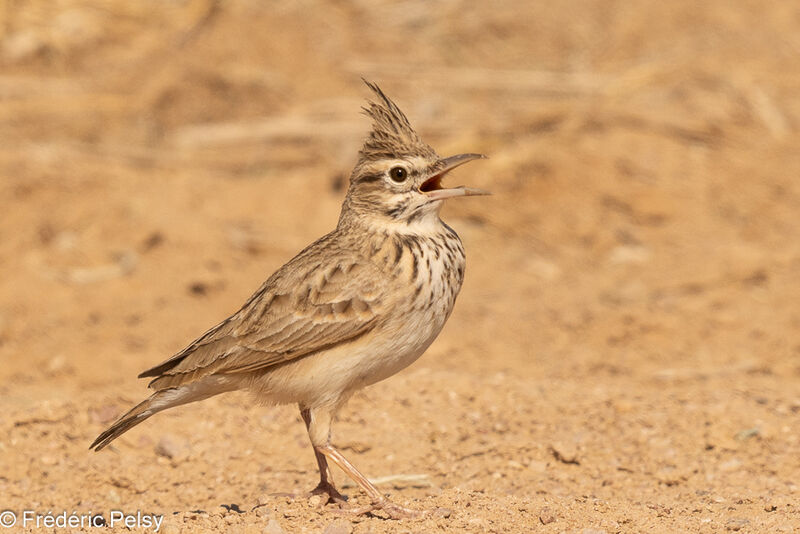 Cochevis huppé