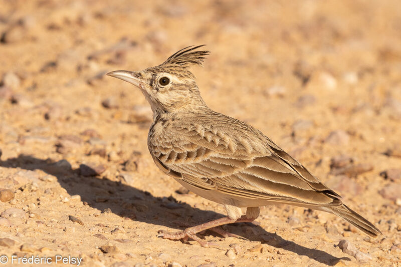 Cochevis huppé