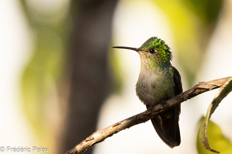 Colibri à calotte violette femelle