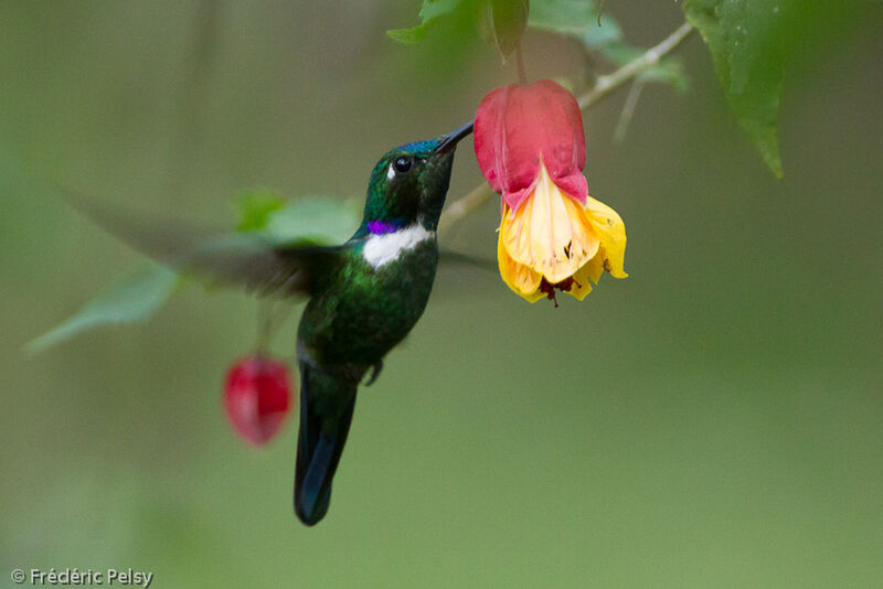 Colibri à collier blanc