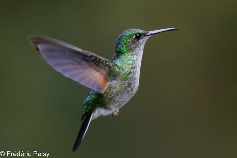 Colibri à épaulettes femelle, Vol