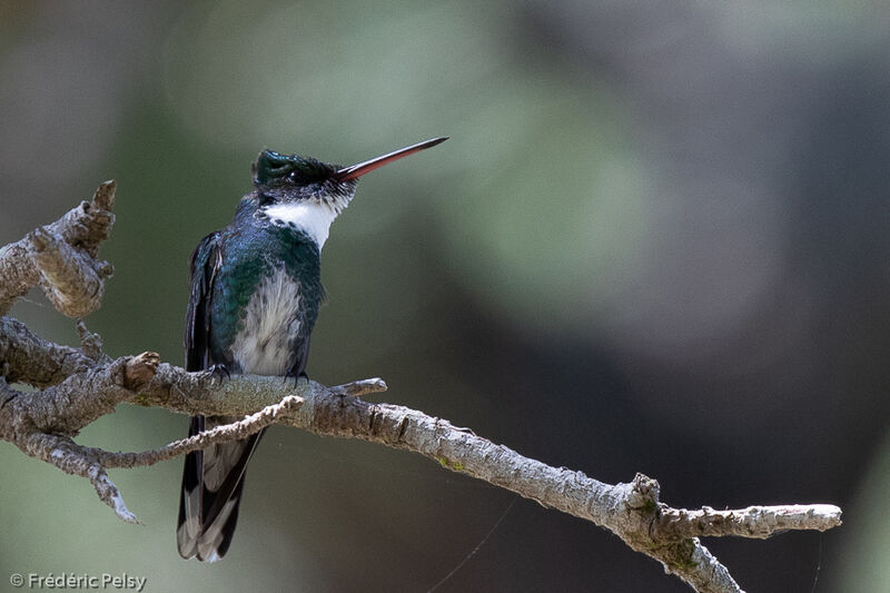 White-throated Hummingbird