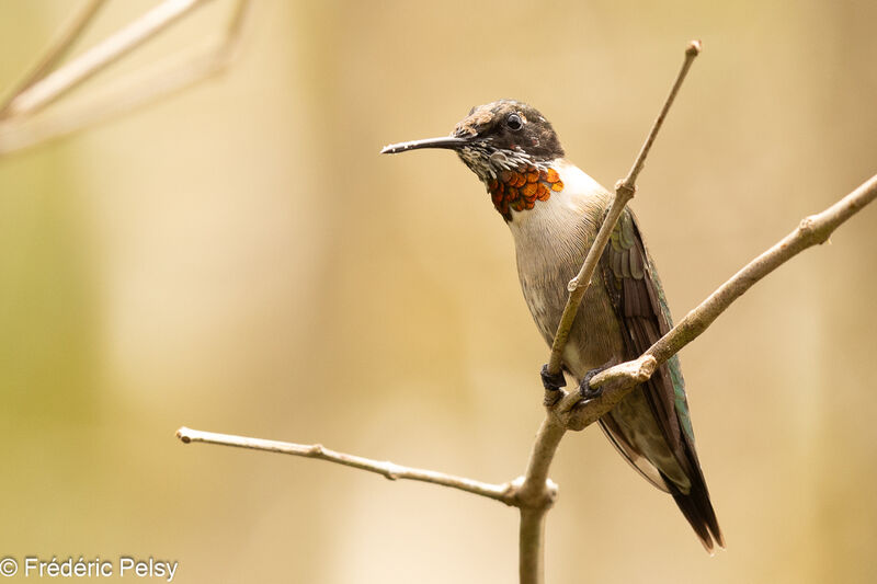 Ruby-throated Hummingbird