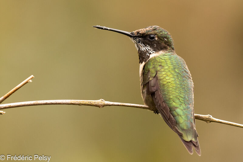 Colibri à gorge rubis