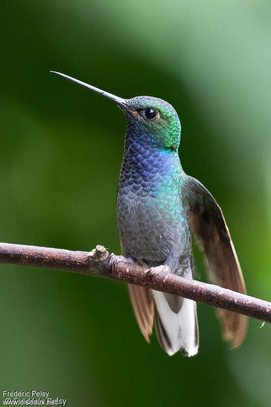 Colibri à queue blancheadulte, portrait