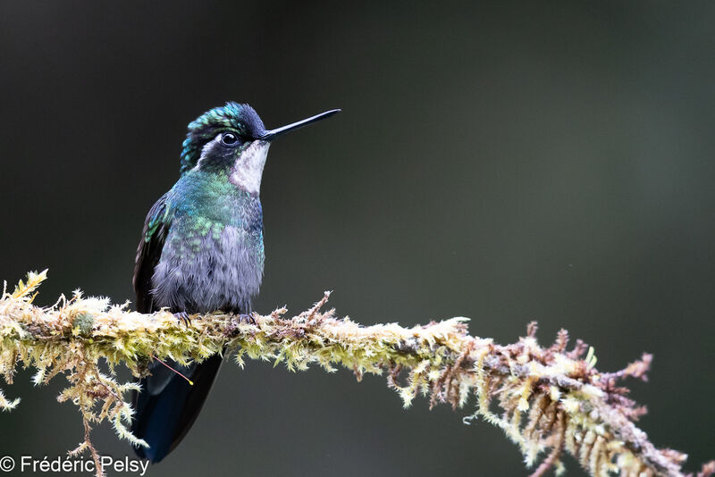 White-throated Mountaingem male