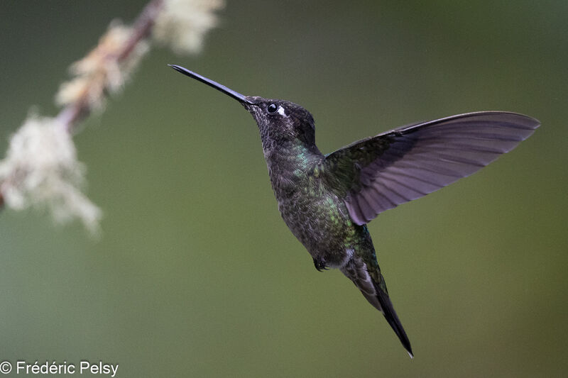 Colibri admirable mâle, Vol