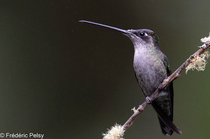 Talamanca Hummingbird female