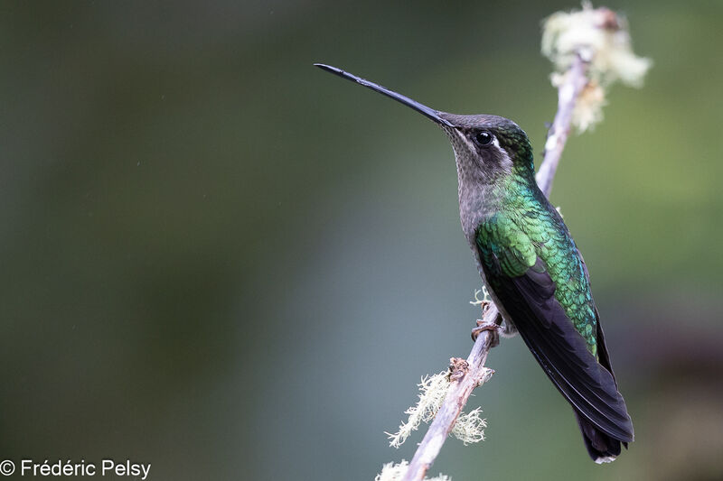 Talamanca Hummingbird female