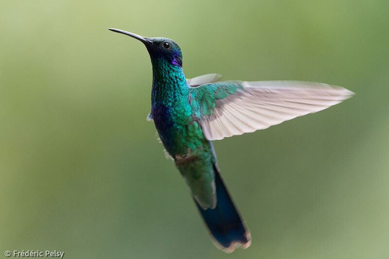 Colibri anaïs