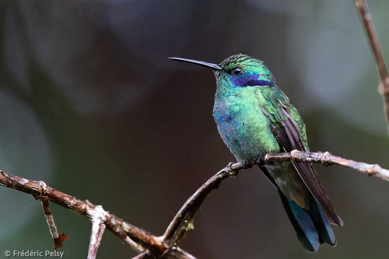 Lesser Violetear