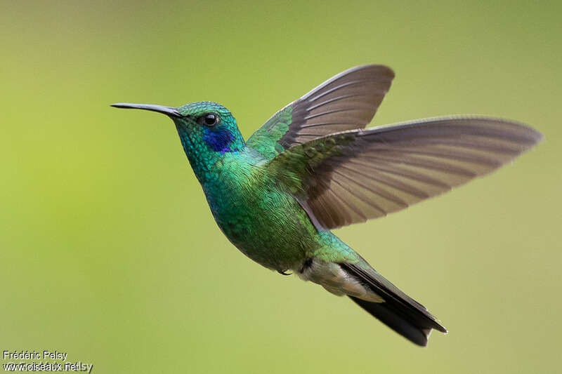 Lesser Violetearadult, pigmentation, Flight