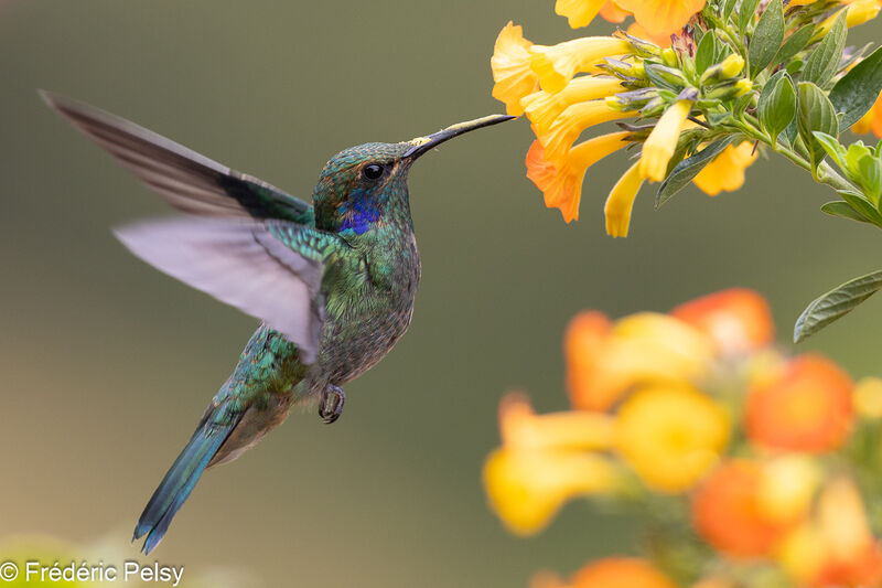 Colibri cyanote