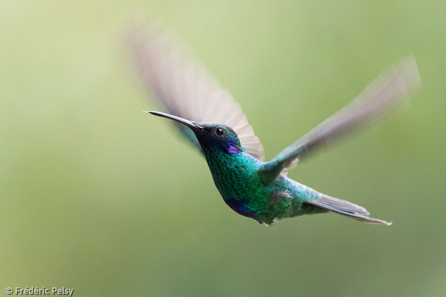 Colibri d'Anaïs