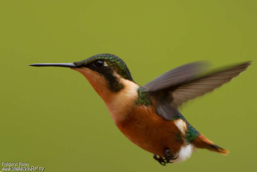 Colibri d'Héliodore