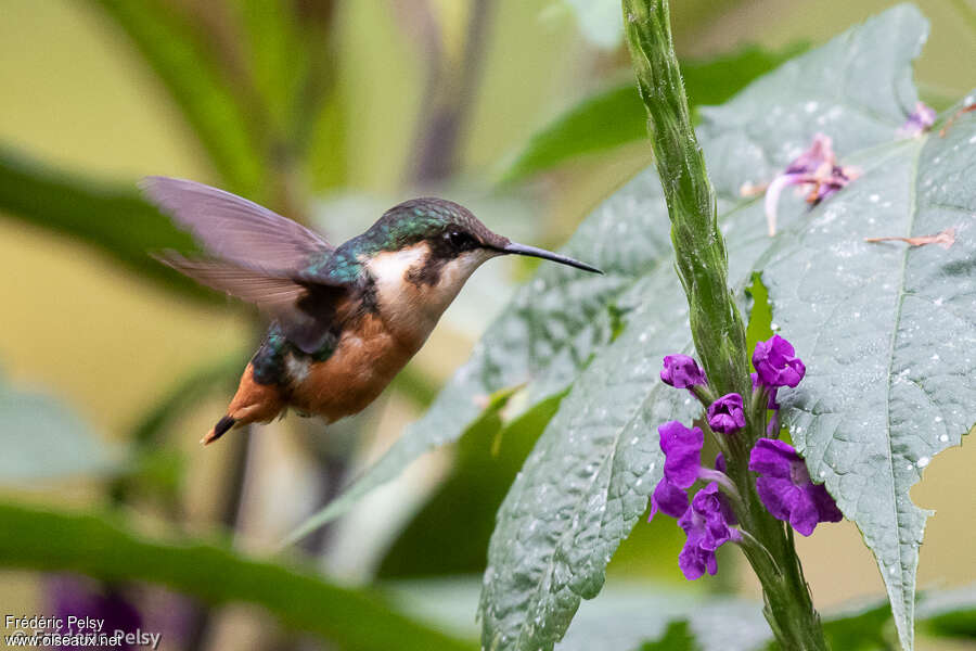 Colibri d'Héliodore