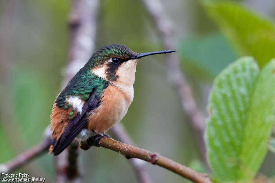 Colibri d'Héliodore