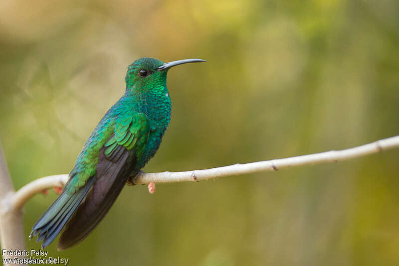 White-vented Plumeleteer male adult, identification