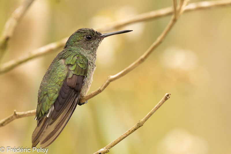 Scaly-breasted Hummingbird