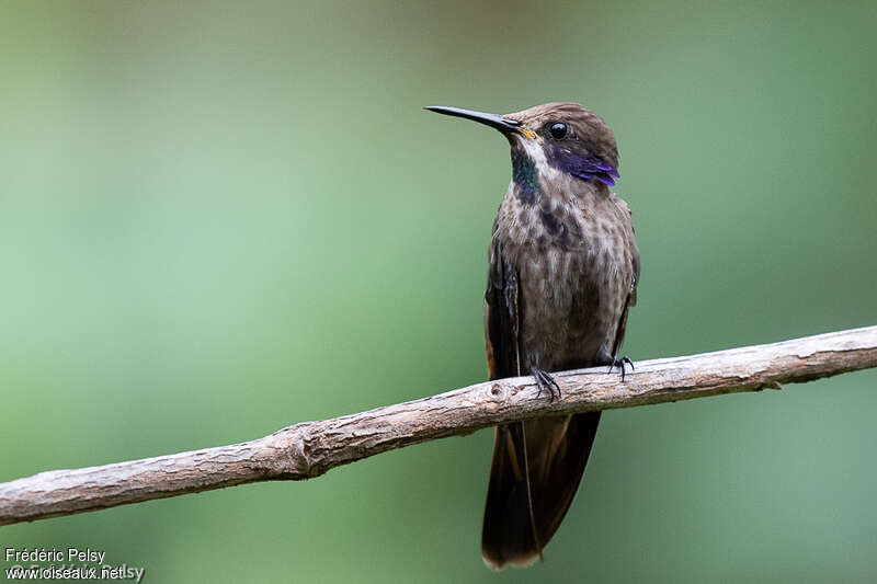 Colibri de Delphineadulte, portrait, pigmentation