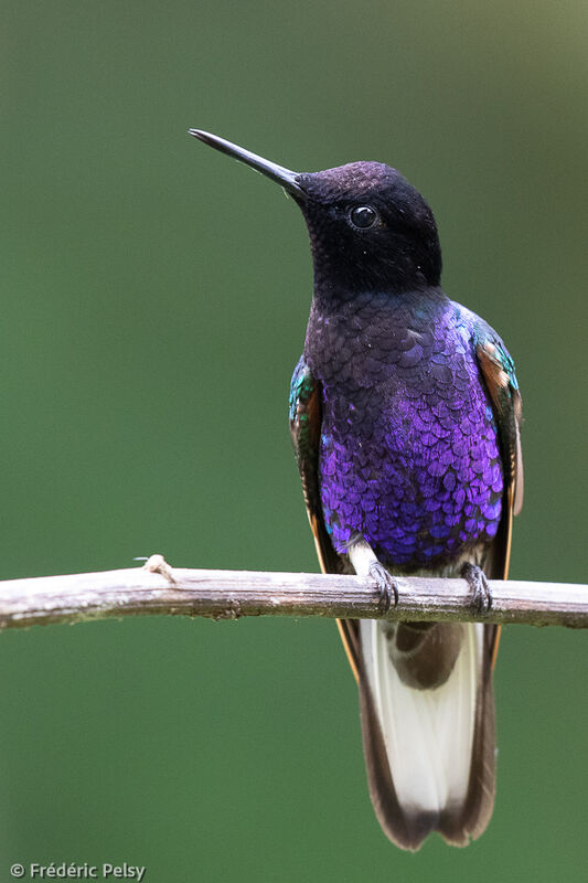 Velvet-purple Coronet