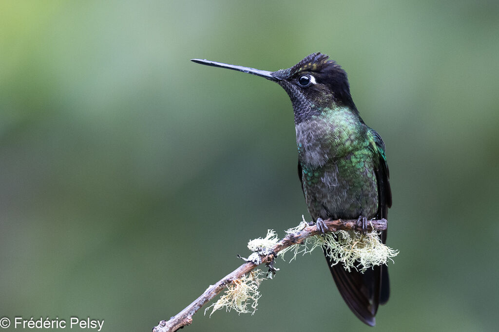 Colibri de la Talamanca