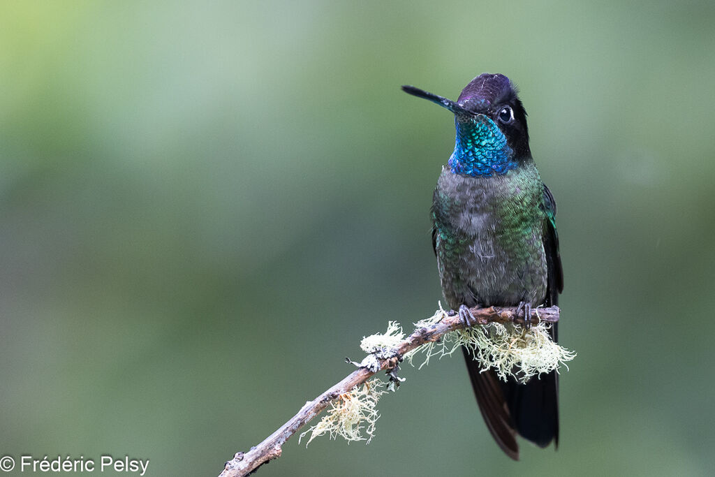 Colibri de la Talamanca