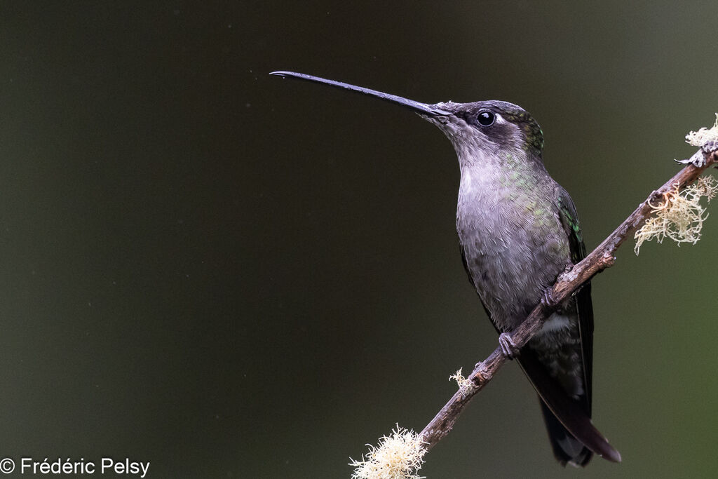 Colibri de la Talamanca