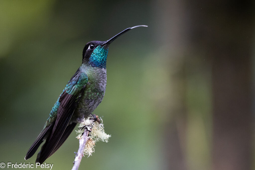 Colibri de la Talamanca