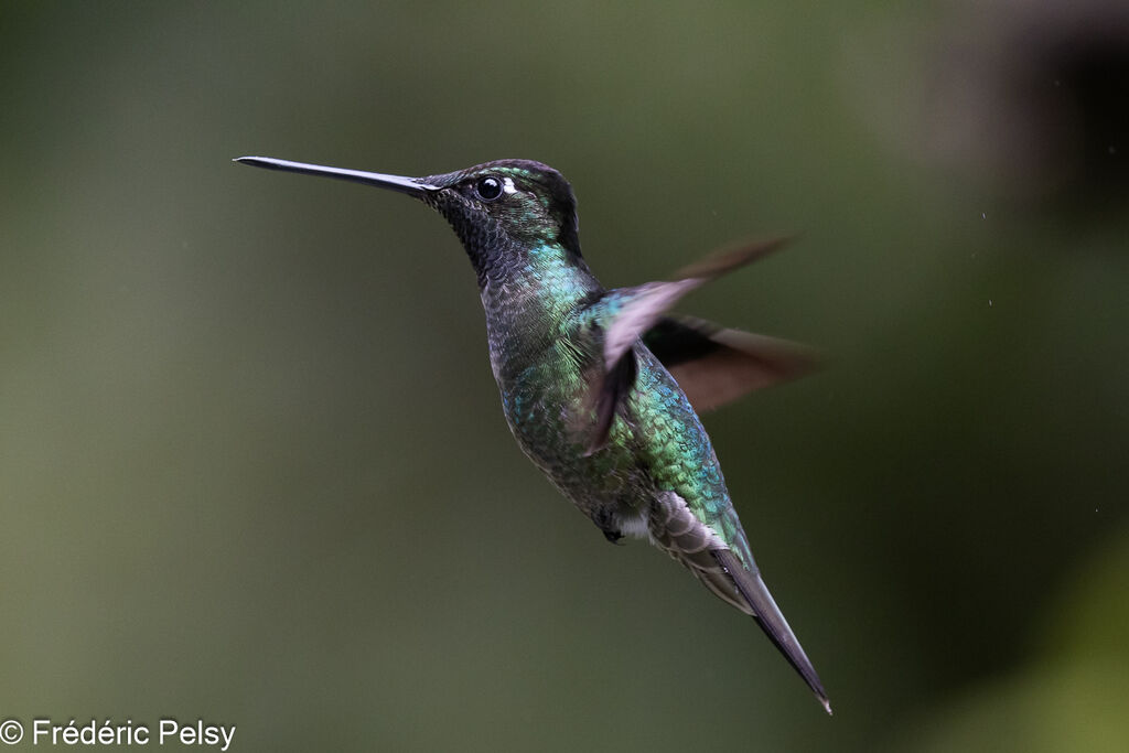 Colibri de la Talamanca