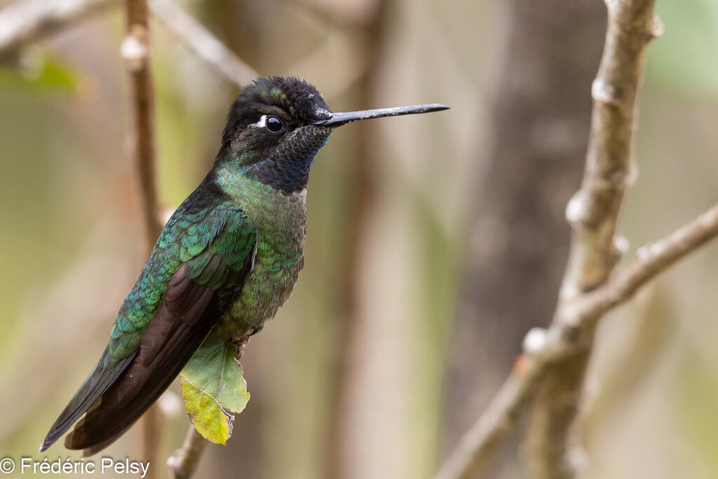Colibri de la Talamanca