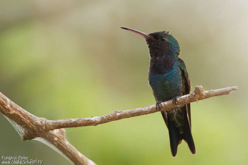 Colibri de Lillie