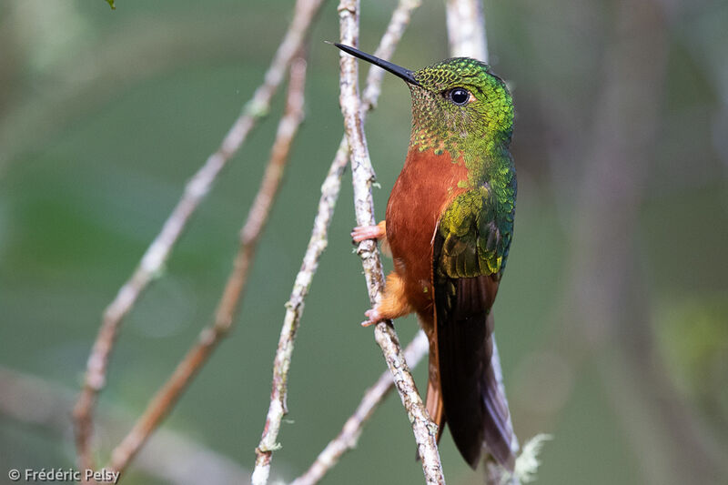 Colibri de Matthews