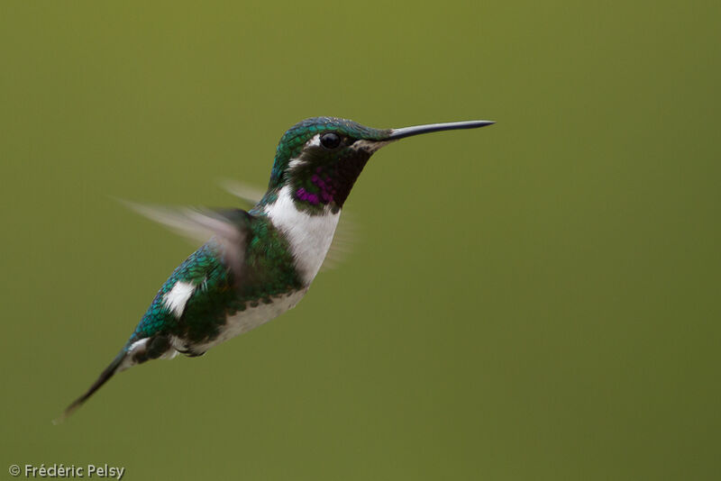 Colibri de Mulsant